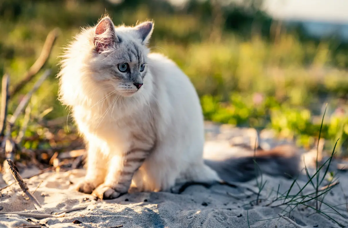 Kako naučiti mačku na pijesak – stručni i praktični vodič